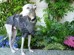 迷彩Ｔシャツ